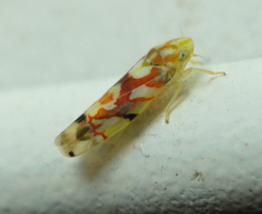 Erythroneura acuticephala