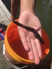 Rachycentron canadum