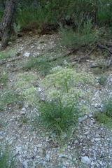 Laserpitium gallicum