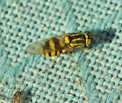 Oxycera variegata