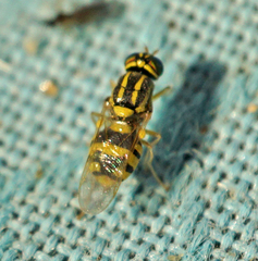 Oxycera variegata