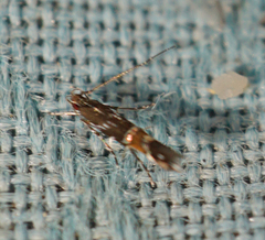 Cosmopterix pulchrimella