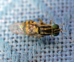 Oxycera variegata