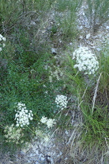 Laserpitium gallicum