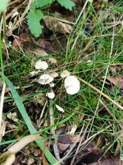 Paragymnopus perforans