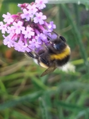 Bombus terrestris
