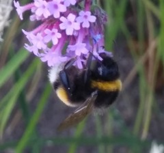 Bombus terrestris