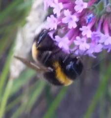 Bombus terrestris