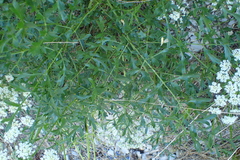 Laserpitium gallicum