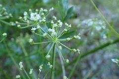 Laserpitium gallicum