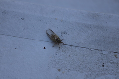 Diceroprocta marevagans