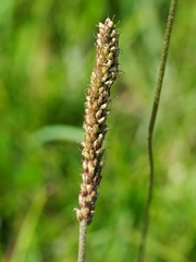 Plantago