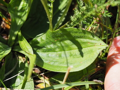 Plantago