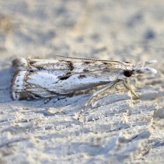 Microcrambus kimballi