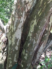 Libidibia sclerocarpa