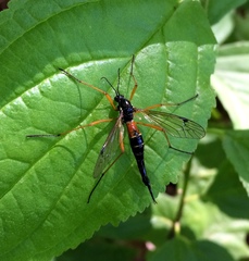 Tanyptera dorsalis