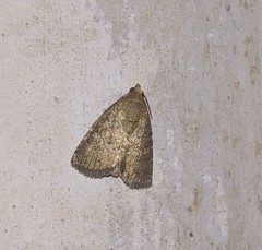 Lepidoptera