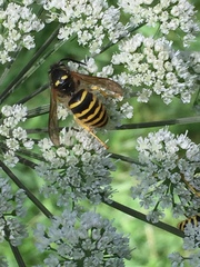 Vespula