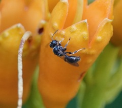Clitemnestra bipunctata