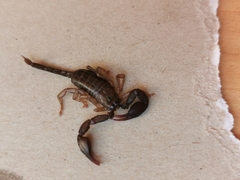Euscorpius italicus