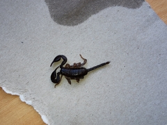 Euscorpius italicus