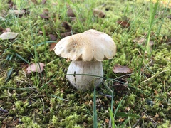 Boletus betulicola