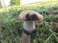 Boletus betulicola