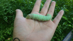 Pachysphinx occidentalis