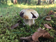 Boletus betulicola