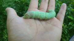 Pachysphinx occidentalis