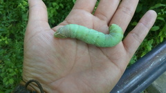 Pachysphinx occidentalis