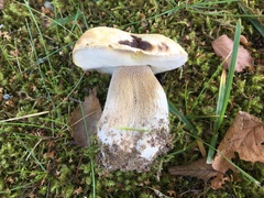 Boletus betulicola