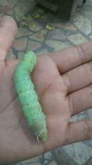 Pachysphinx occidentalis