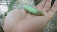 Pachysphinx occidentalis