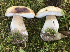 Boletus betulicola