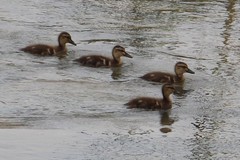 Anas platyrhynchos
