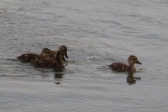 Anas platyrhynchos