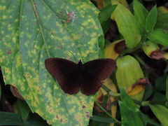 Pedaliodes baccara baccara