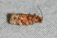 Argyrotaenia tabulana