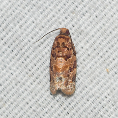 Argyrotaenia tabulana