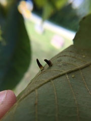 Caryomyia subulata