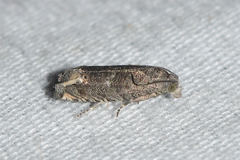 Epiblema luctuosissima
