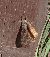 Gloveria arizonensis