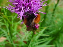 Bombus pascuorum