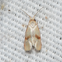 Cochylis caulocatax