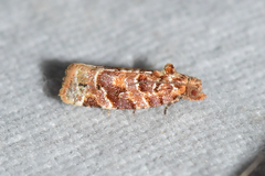 Argyrotaenia tabulana