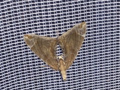 Eulithis molliculata