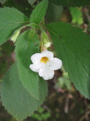 Achimenes occidentalis