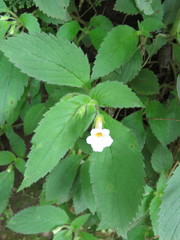 Achimenes occidentalis