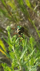 Promachus vertebratus